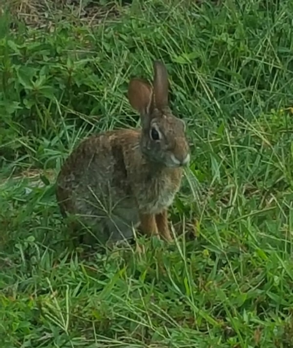 Yard Rabbit Digital Download